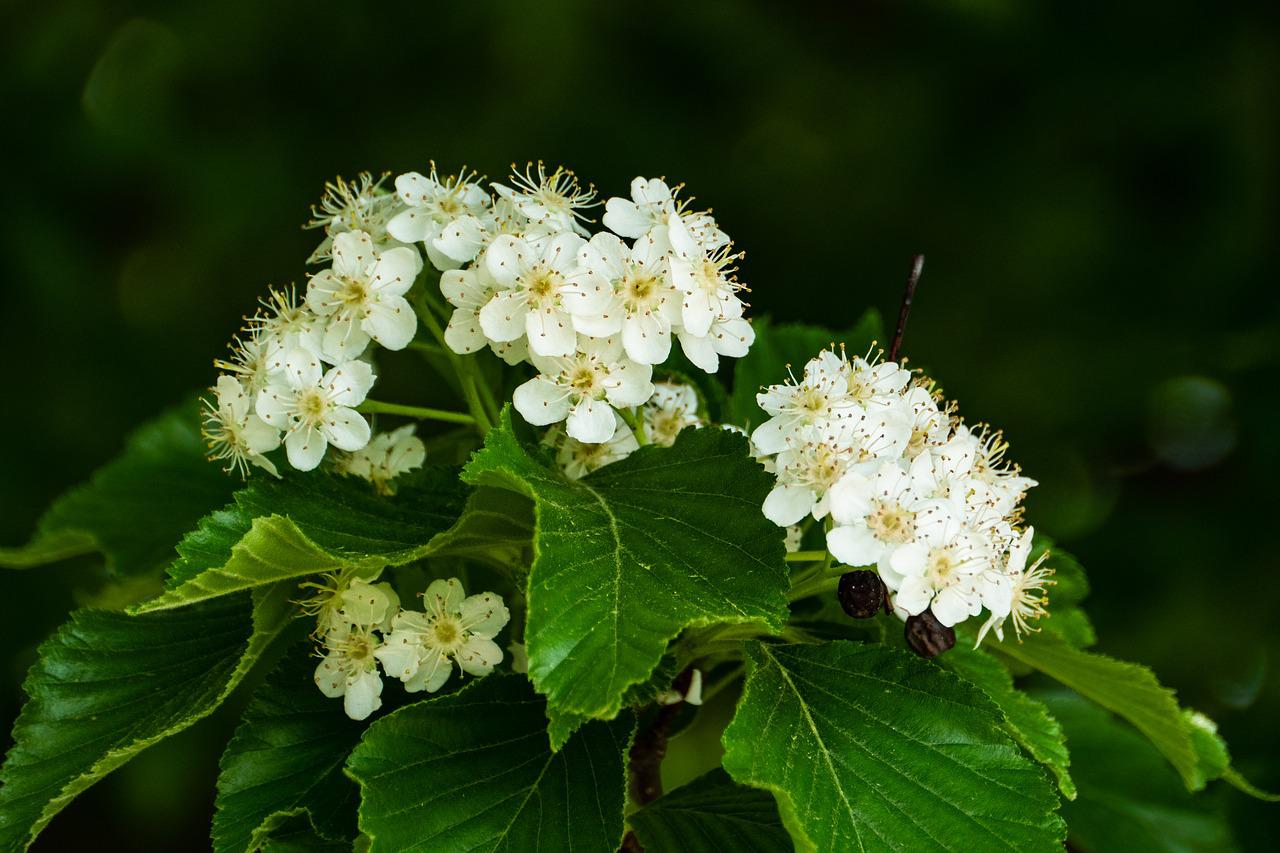 spirea