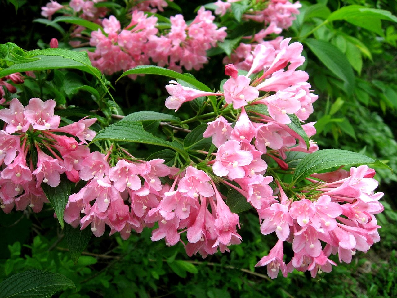 weigela