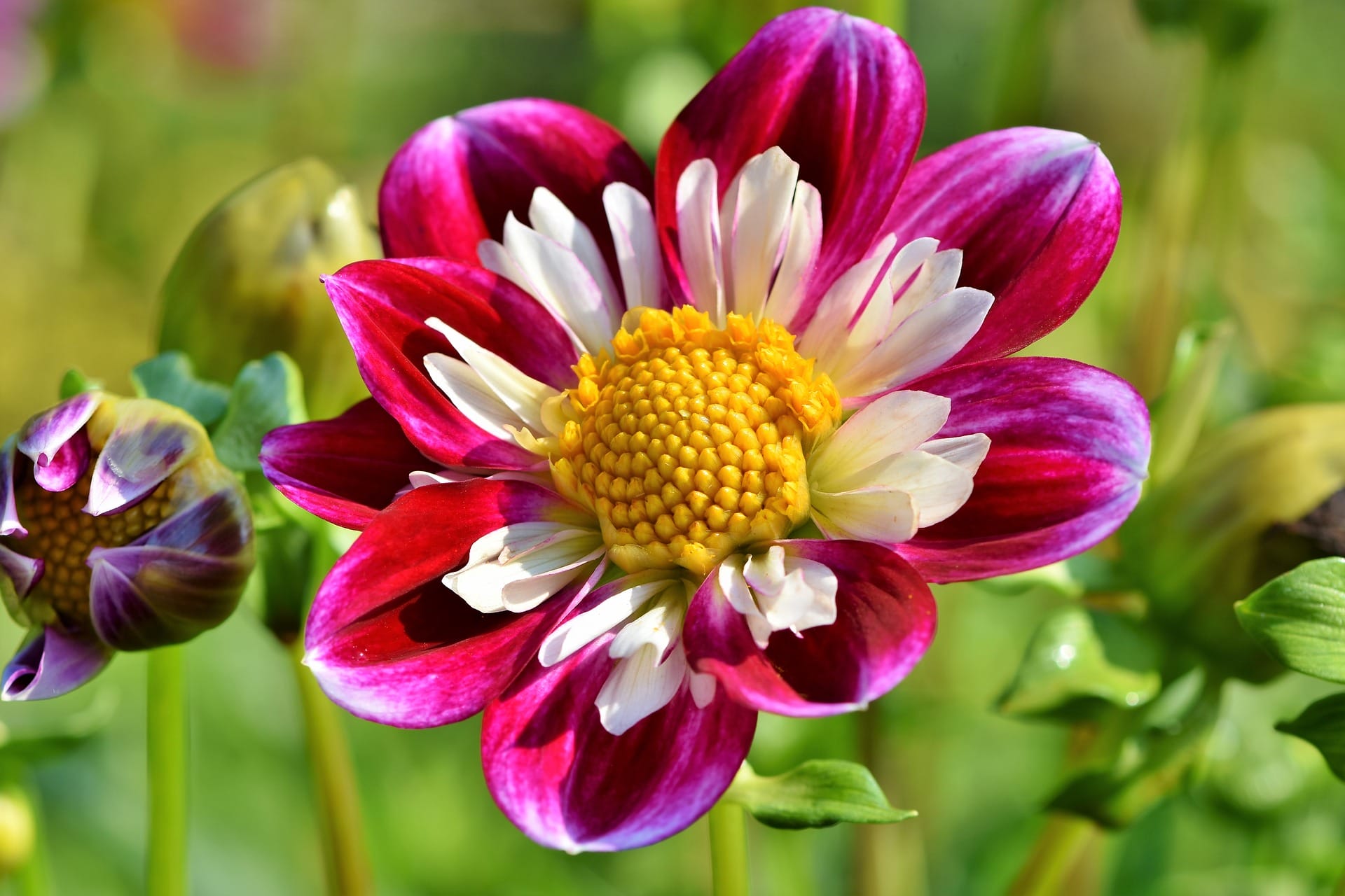 zinnia