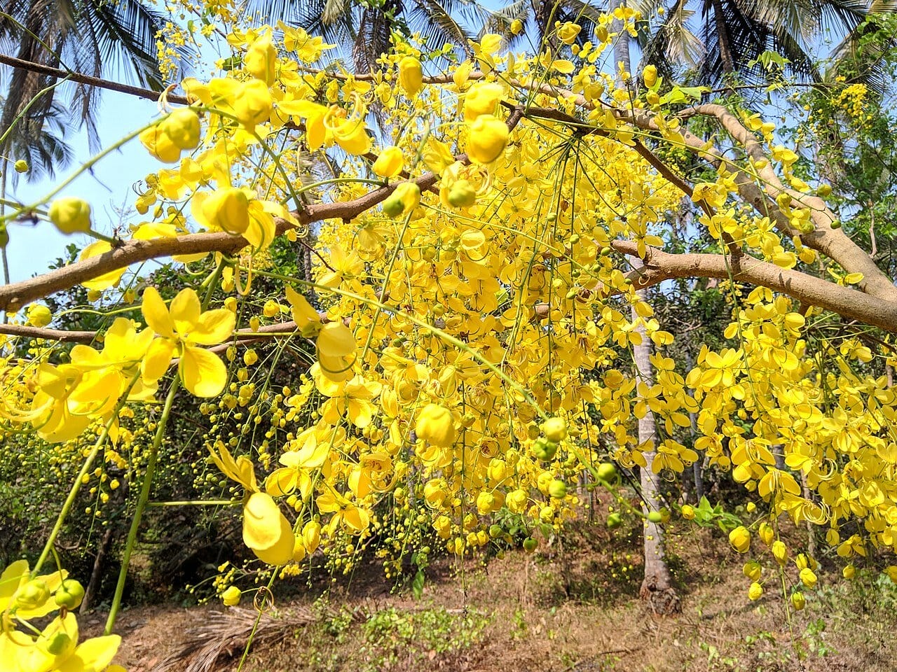 Cassia fistula