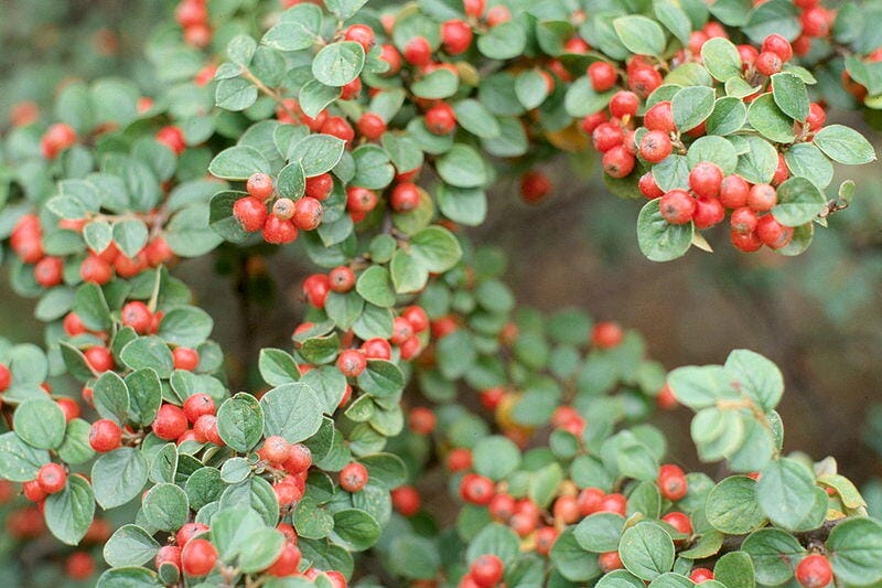 Cotoneaster