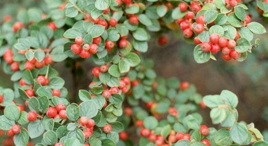 Cotoneaster