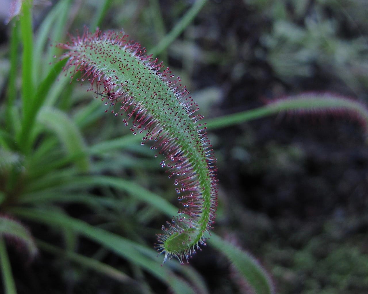 Drosera capensis
