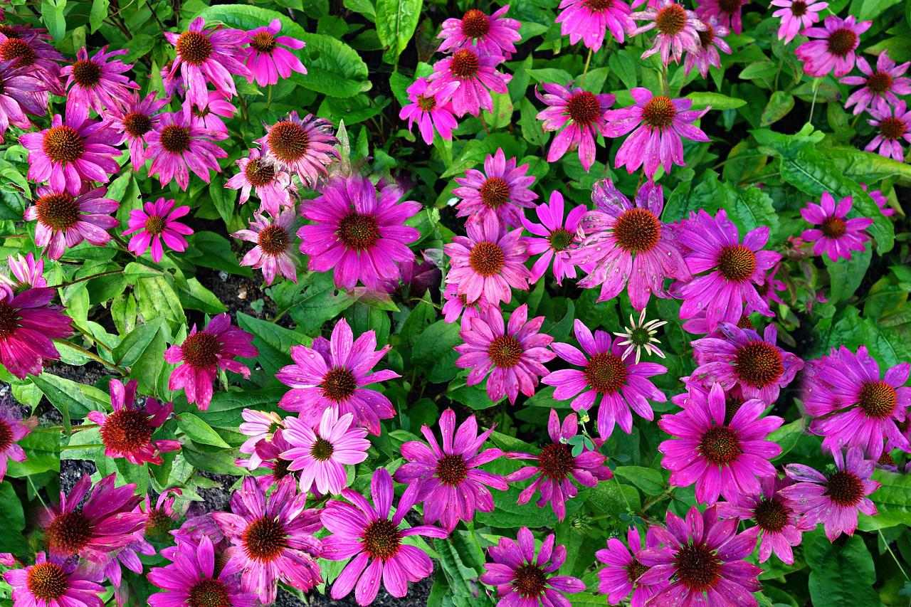 Echinacea purpurea