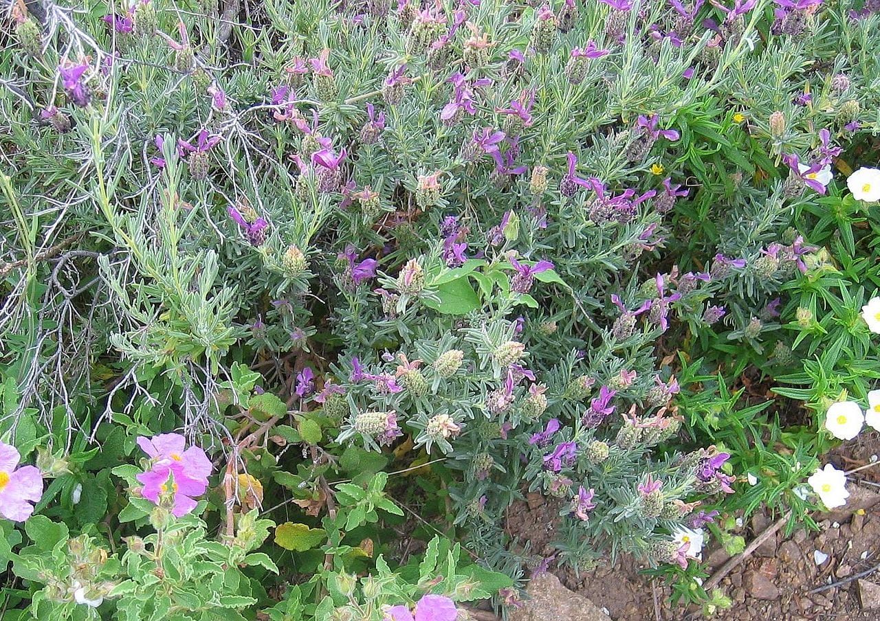 Lavanda stoechas