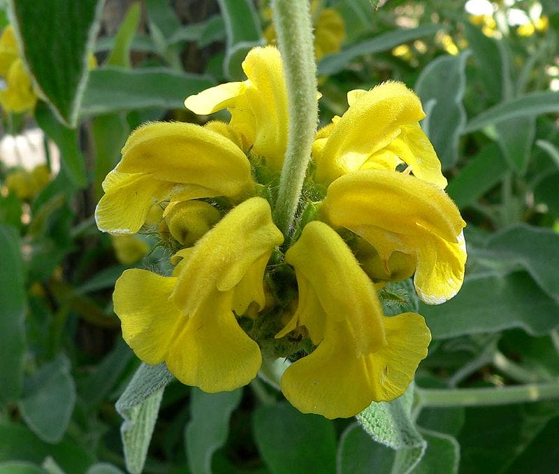 Phlomis