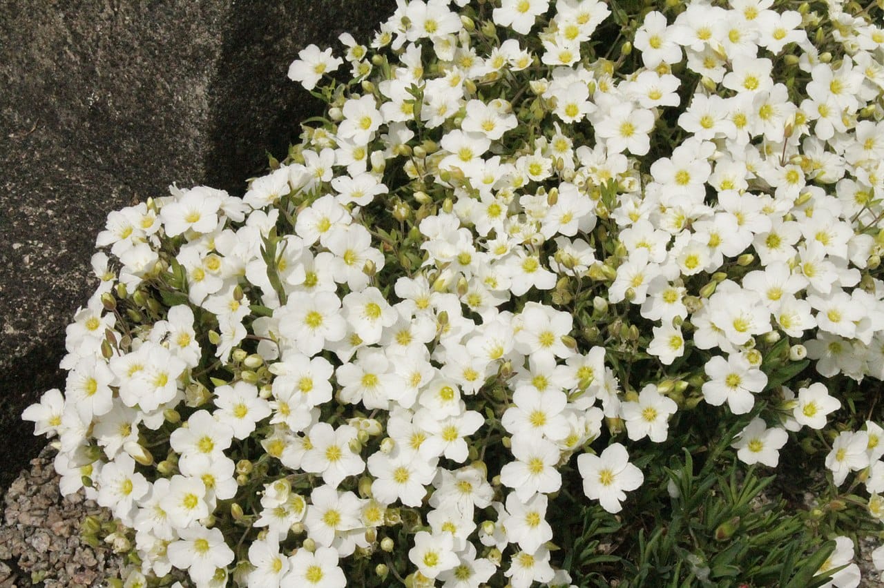 arenaria montana