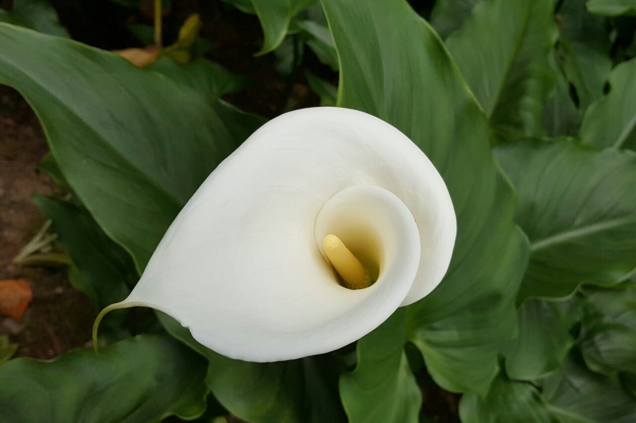 calla