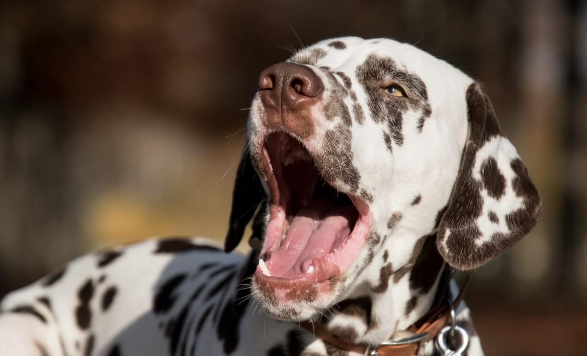 Se il cane sbadiglia, non mangia oppure lecca le labbra ecco da cosa