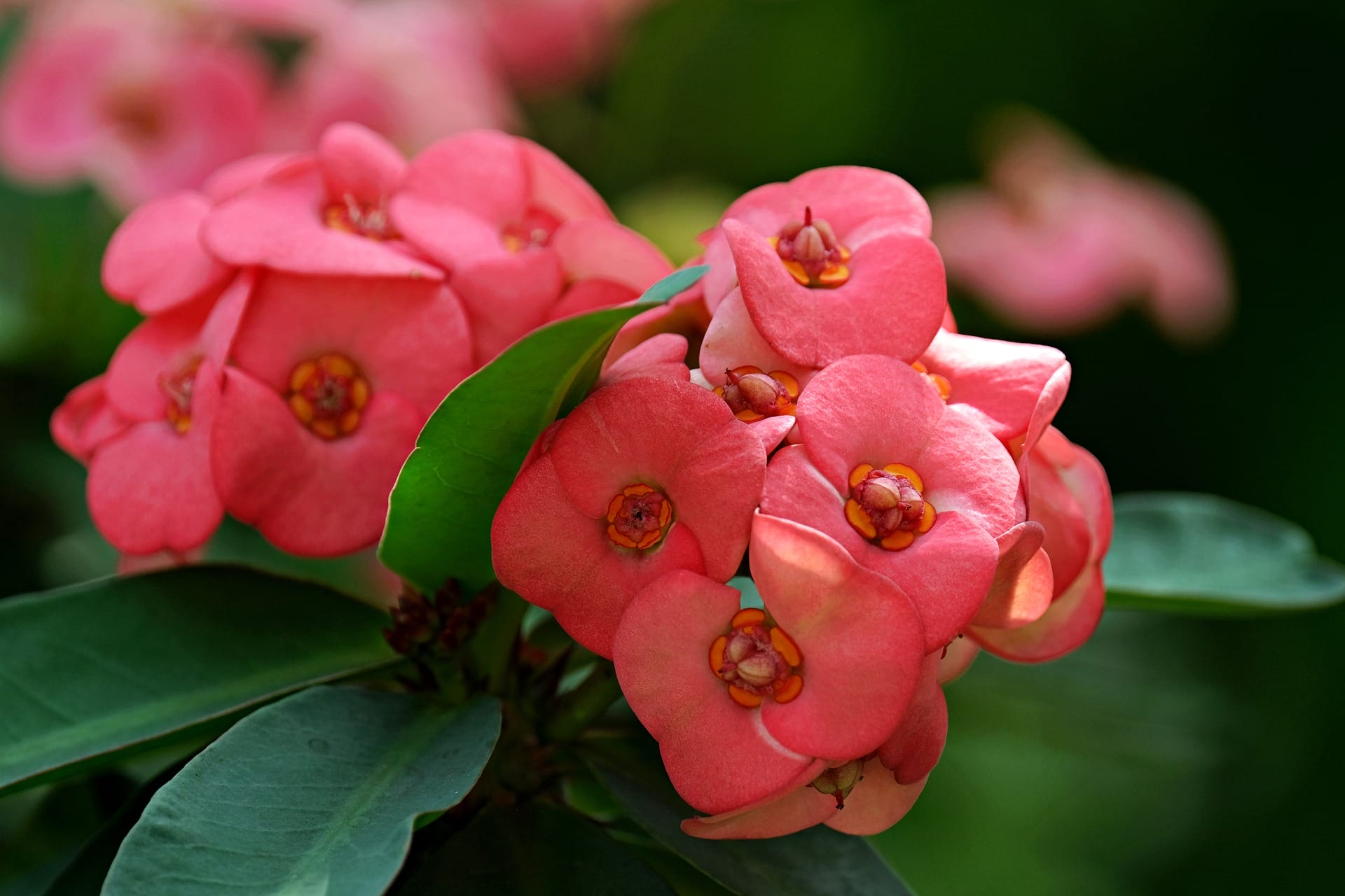 euphorbia