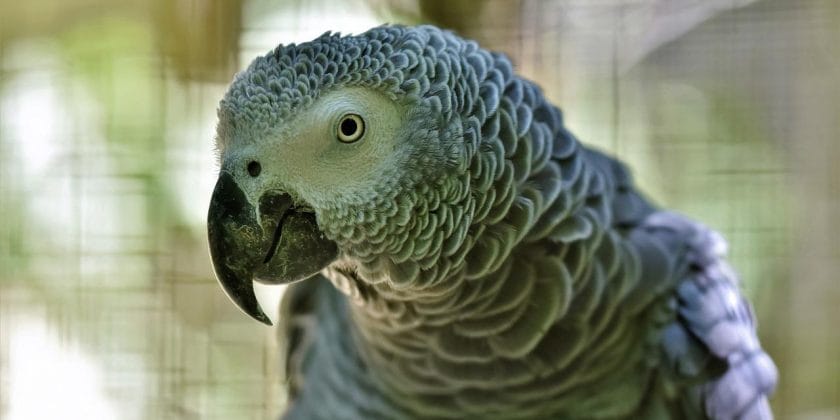 pappagallo Cenerino