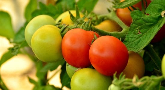 pianta di pomodoro