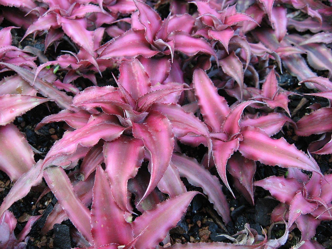 piante cryptanthus