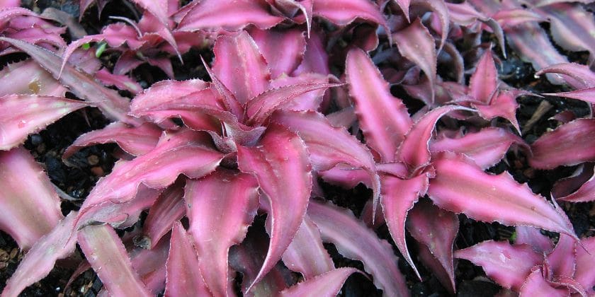 piante cryptanthus