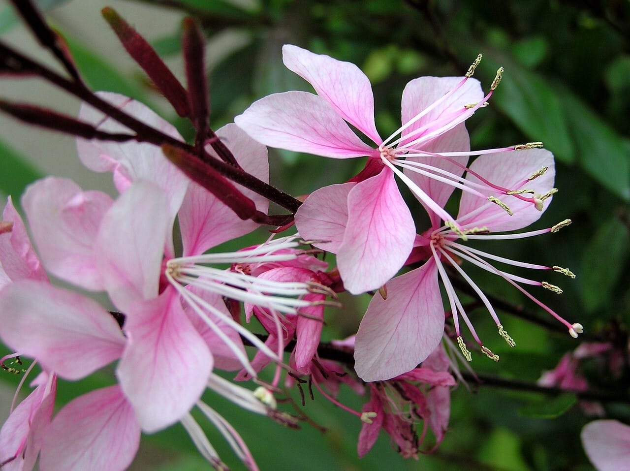 Gaura