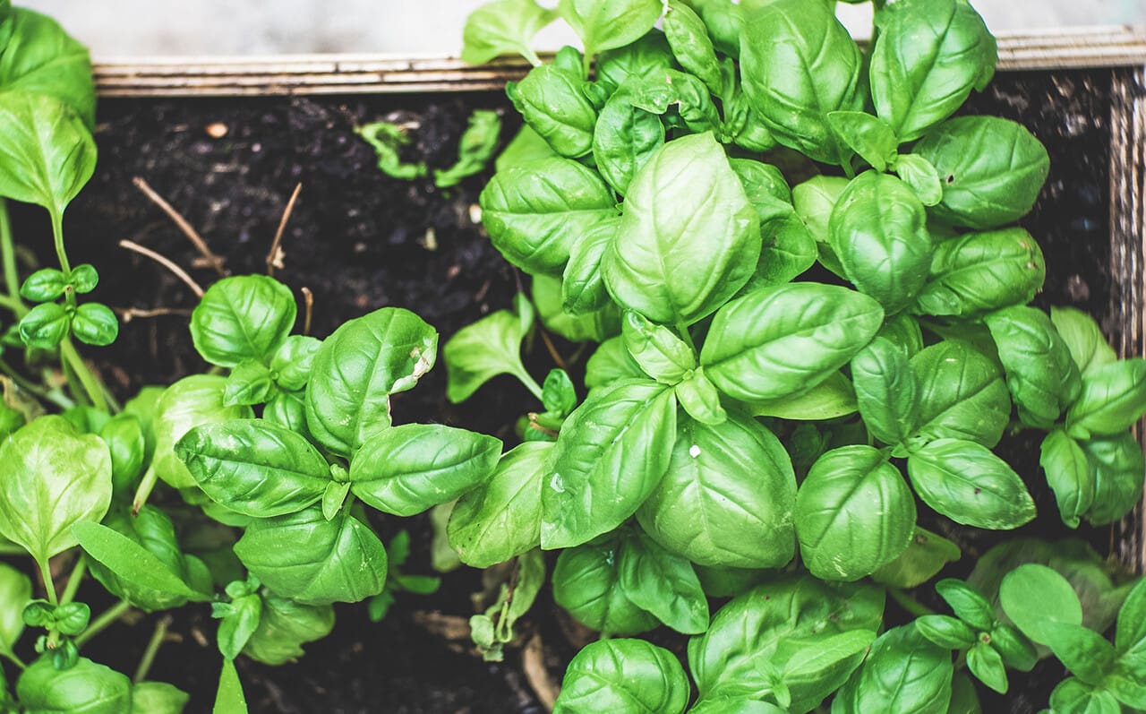 basilico