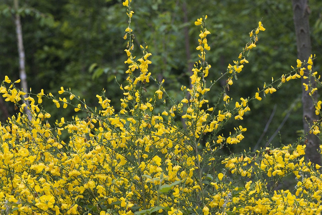 cytisus scoparius