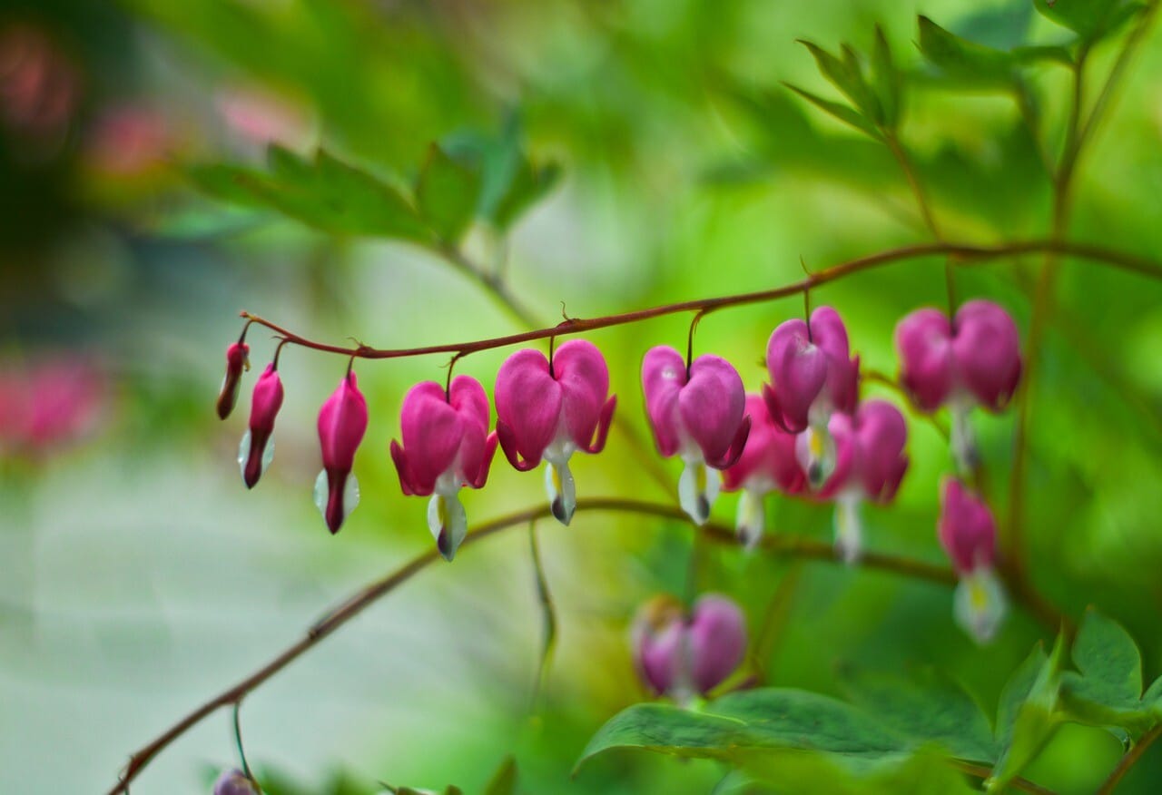 dicentra