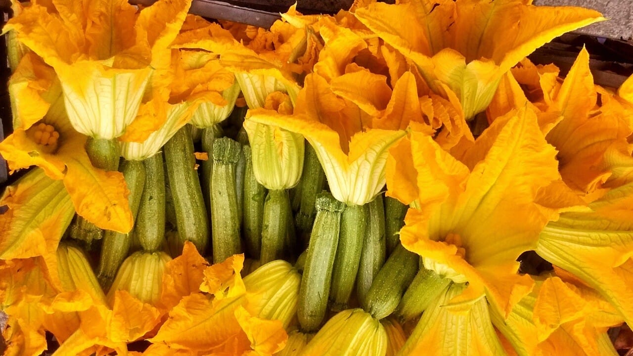fiori di zucca
