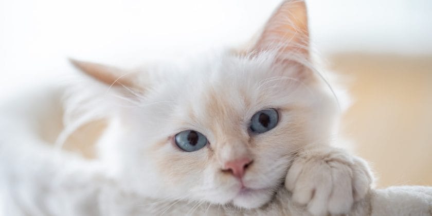 7 segnali di affetto del gatto - Quattro Zampe