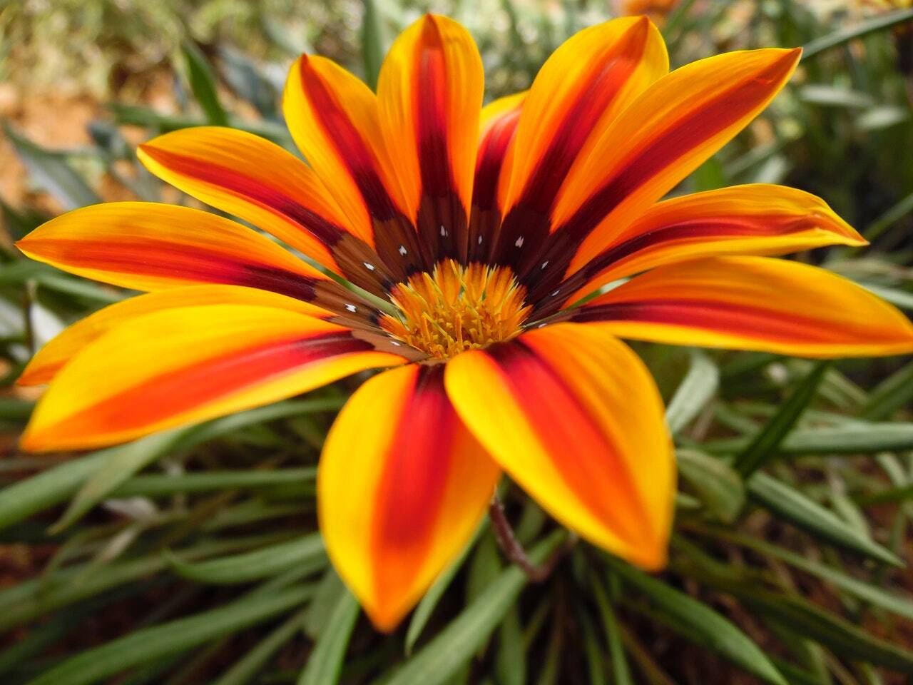 gazania