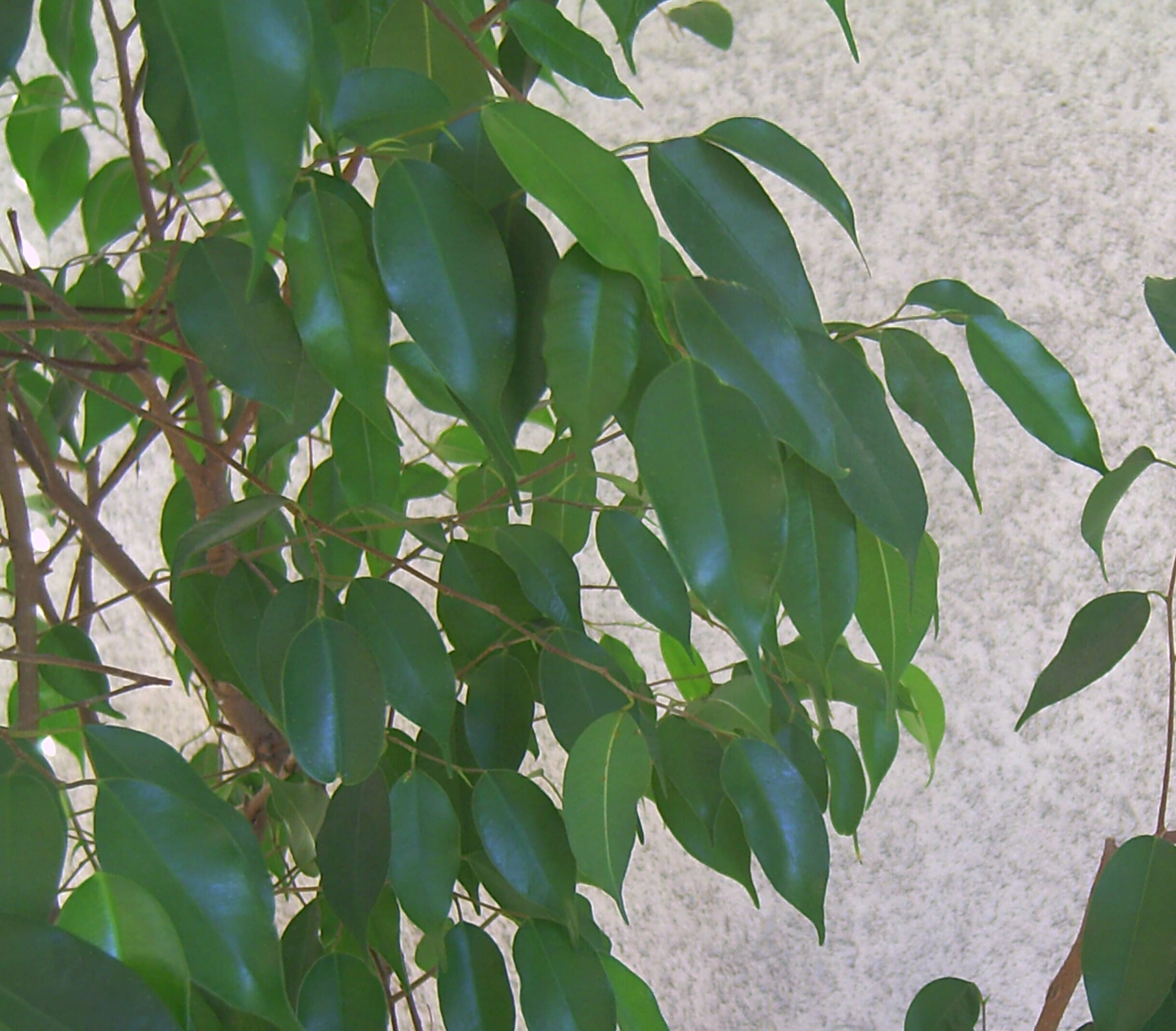 pianta di Ficus benjamin