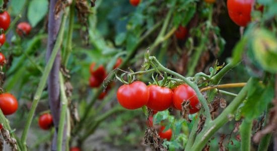 seminare pomodori