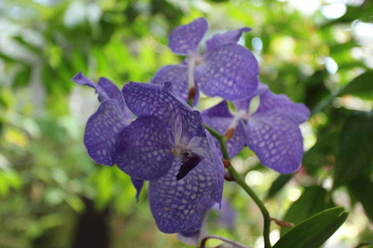 vanda coerulea