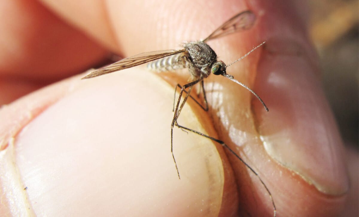 zanzare pungere