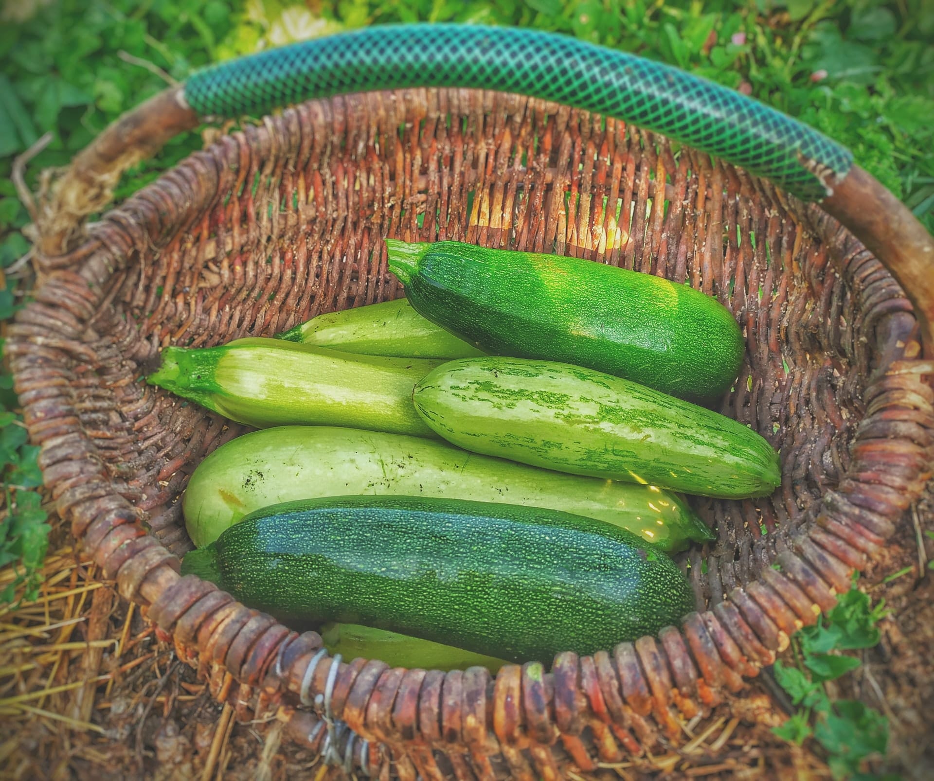 zucchine