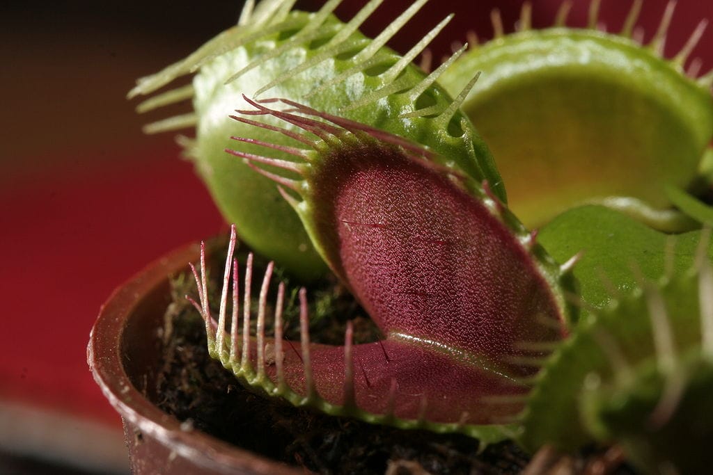 Dionaea
