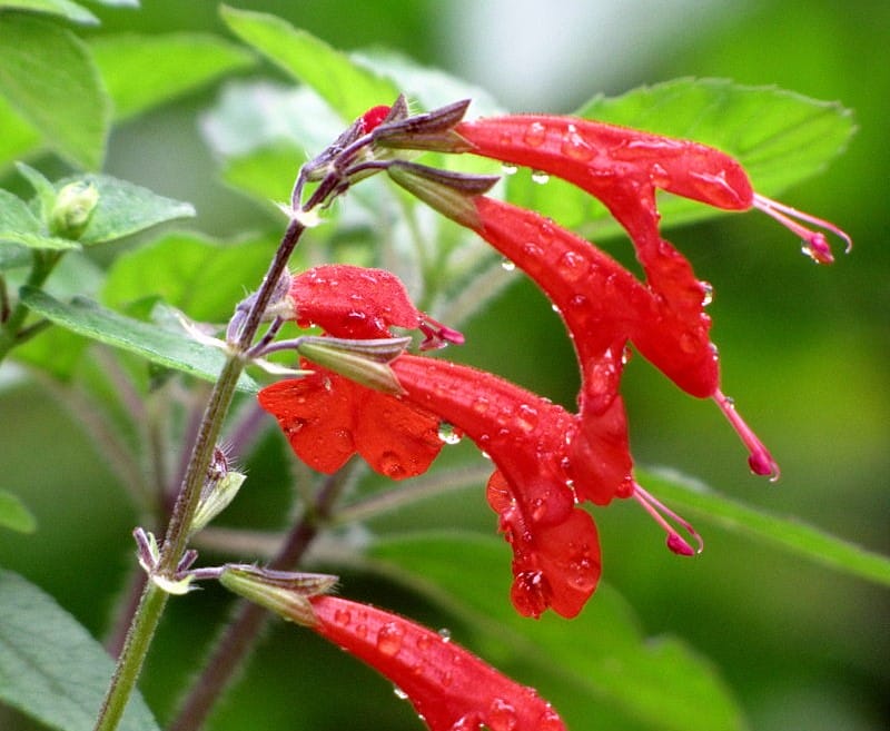 Salvia coccinea