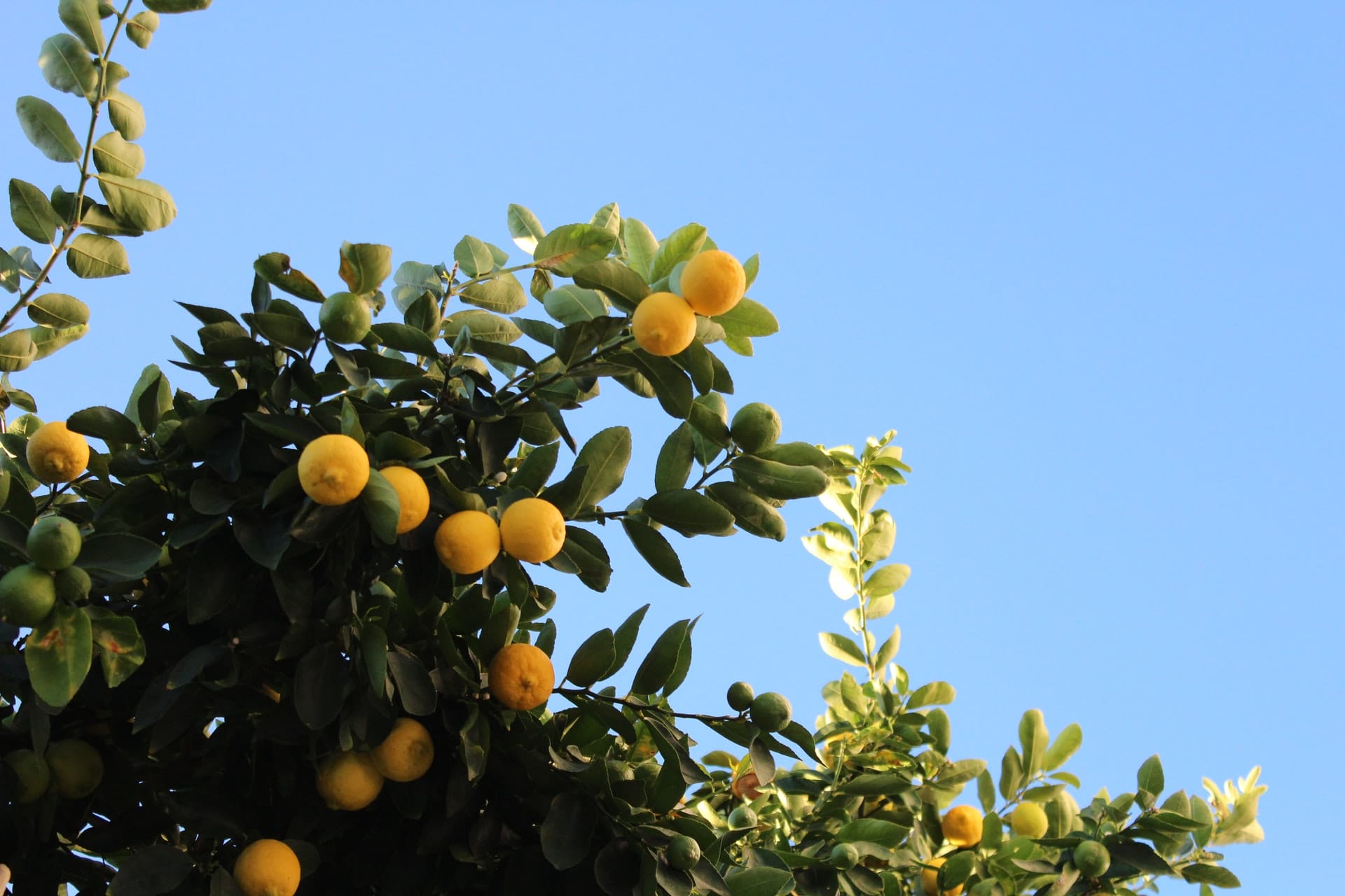 albero di limone