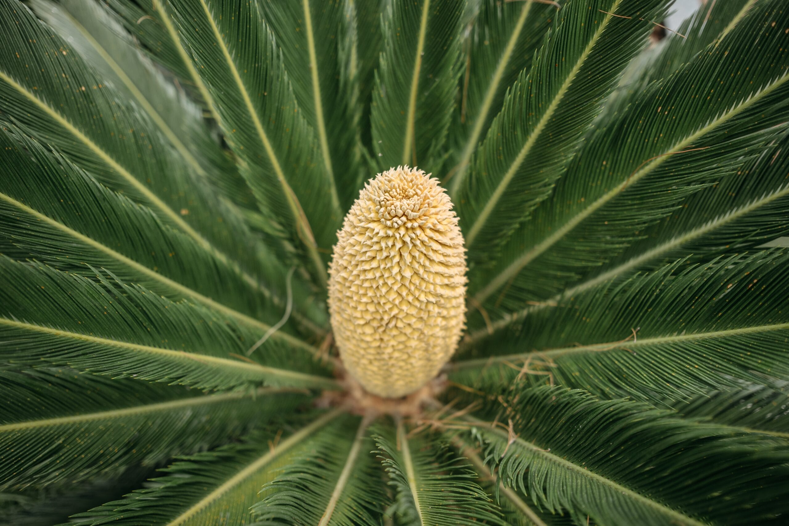cycas