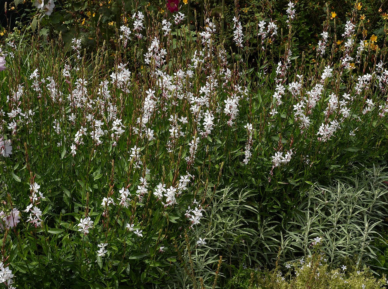 gaura lindheimeri