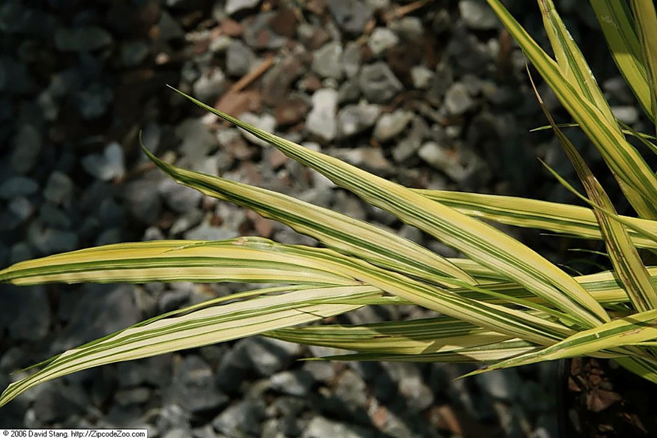 hakonechloa