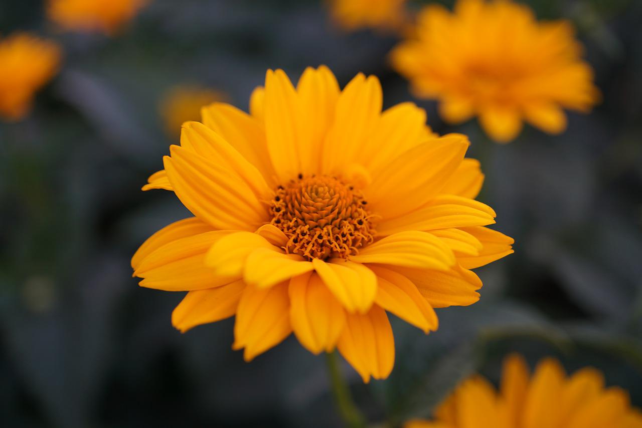heliopsis