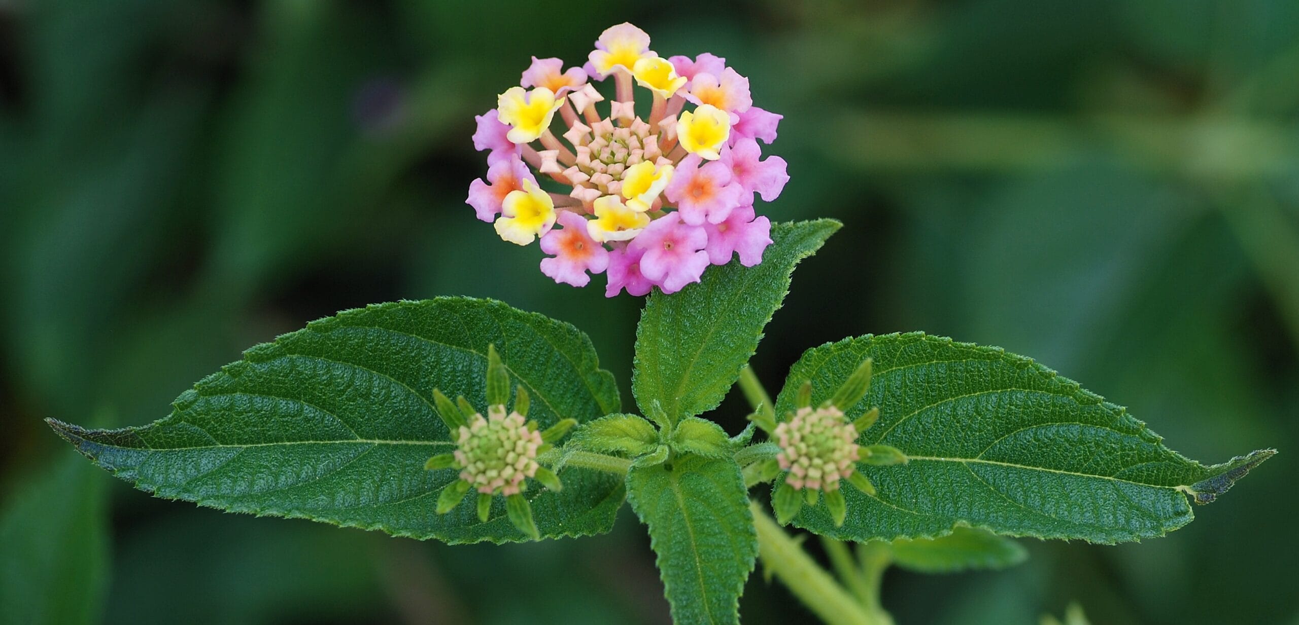 lantana