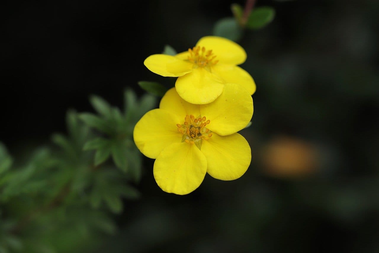 potentilla