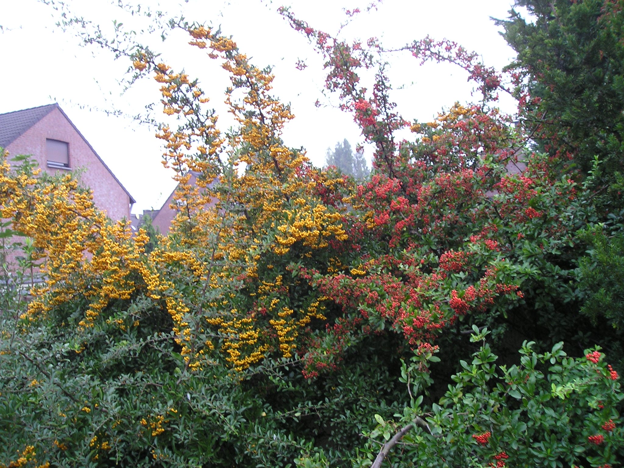 pyracantha