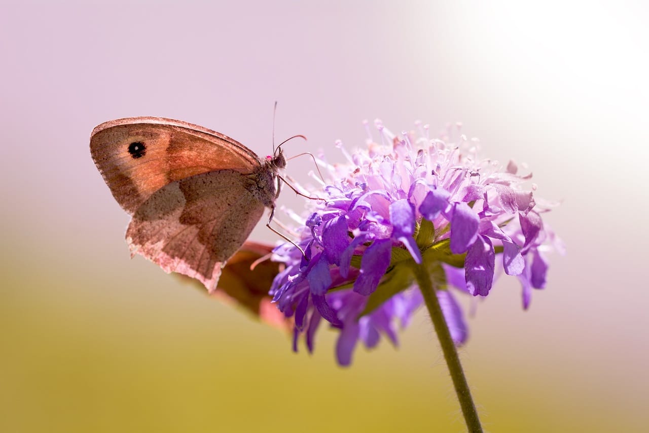 scabiosa