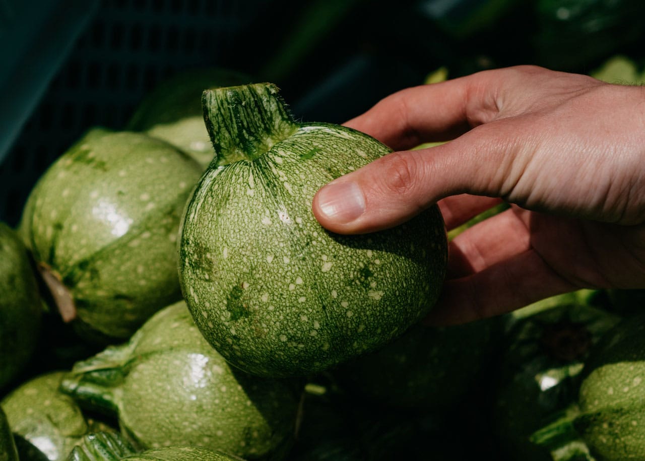zucchine