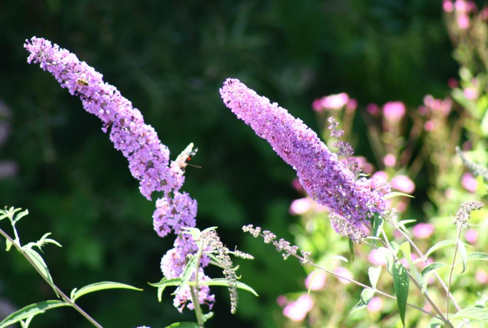 Buddleja