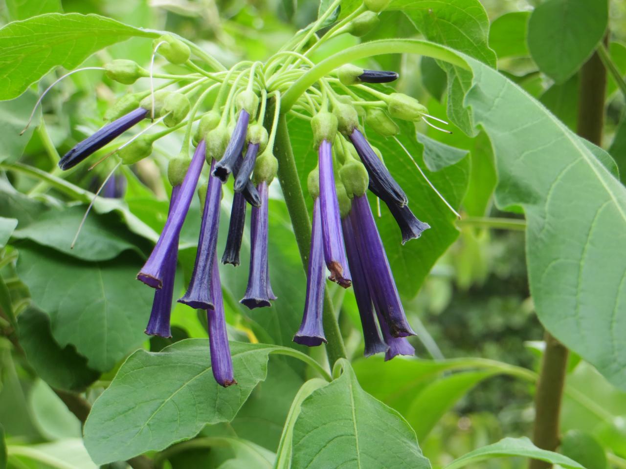 Iochroma Cyaneum