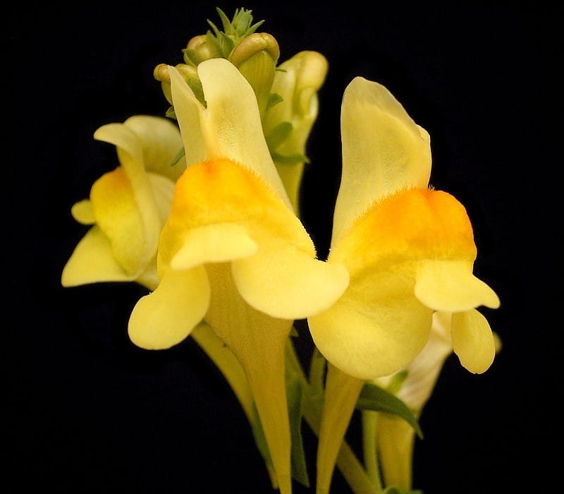 Linaria Vulgaris