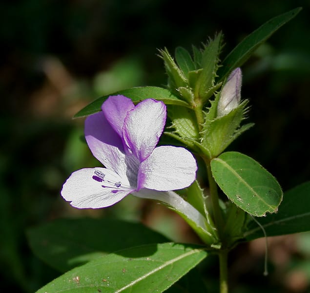 barleria cristata