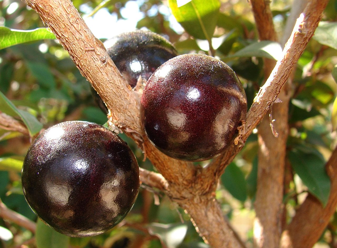 frutti jabuticaba