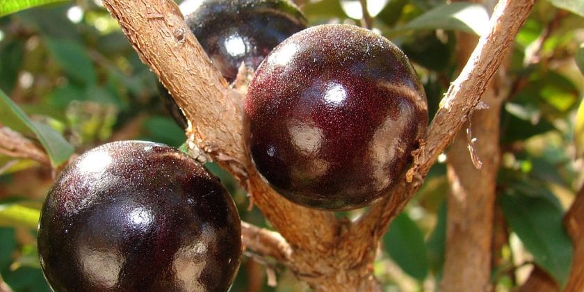 frutti jabuticaba