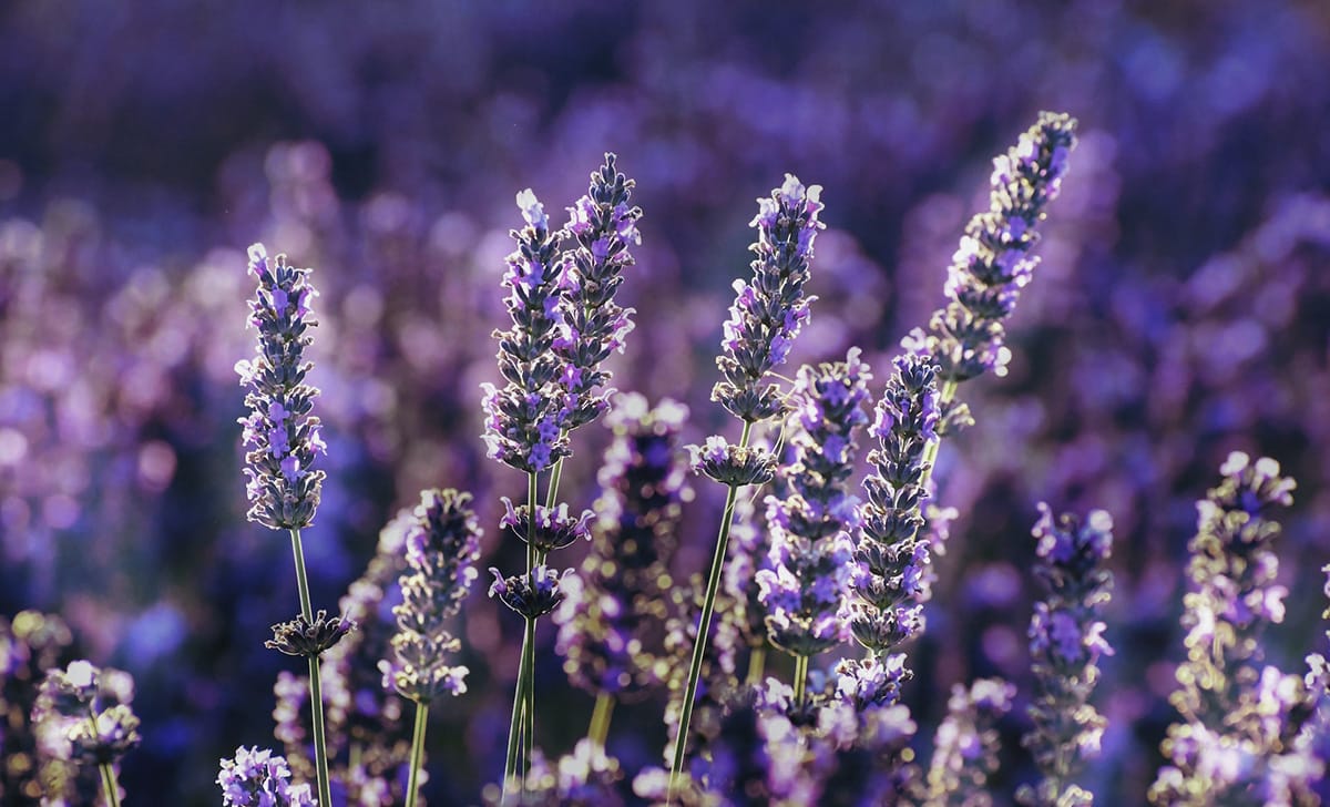 lavanda