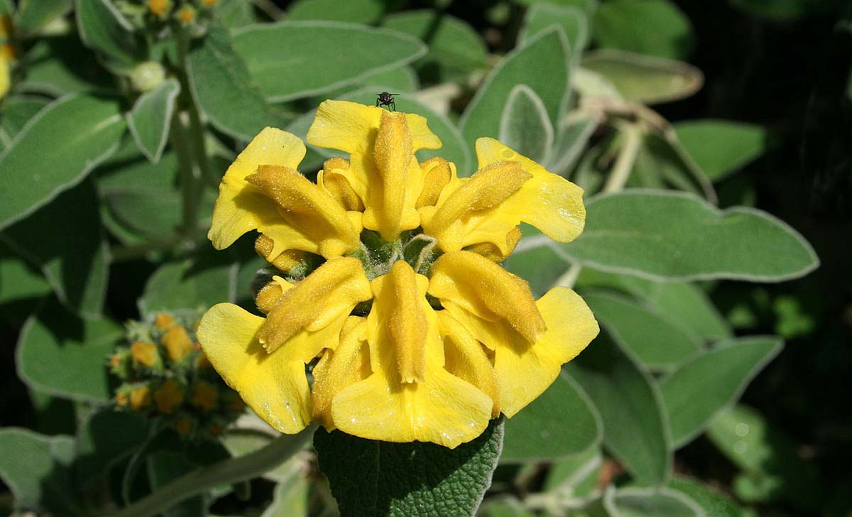 salvione giallo